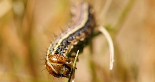 A fall armyworm crawling on wheat, with its head and furry spikes visible.