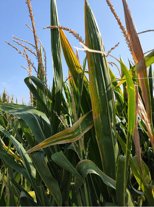 Close-up of a cornfield with tall green plants and leaves showing yellowing, browning and streaking under a clear blue sky.