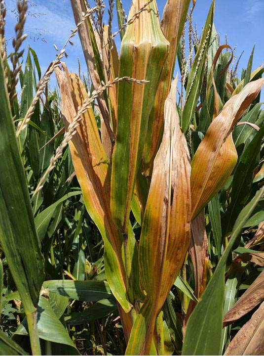 A close-up of corn plants with significant leaf discoloration and damage. Several leaves have extensive yellow, orange and brown streaking, with some leaves dried and curled.