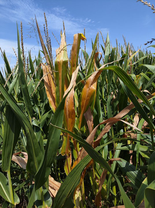 A dense stand of corn with several plants showing yellowing, brown discoloration and drying leaves.