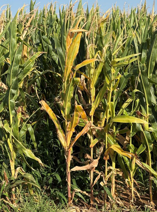 Cornfield with mostly tall, green plants and several shorter, stressed plants showing yellowing, browning and dried leaves.