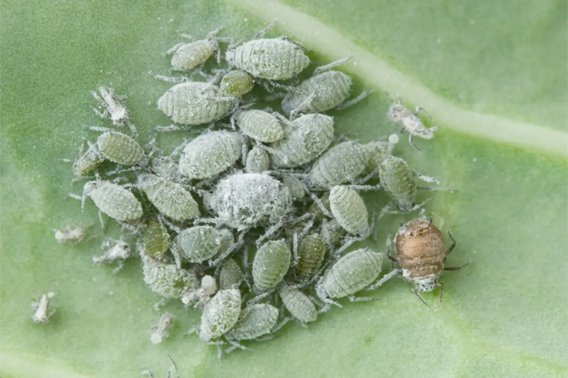 A large group of aphids on a green leaf.