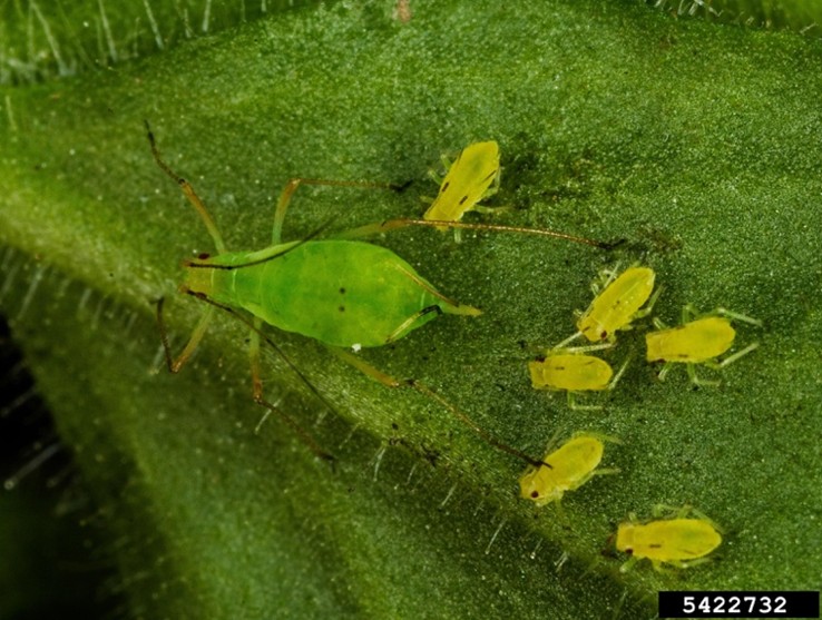 One large green aphid and several smaller aphids on a green leaf.