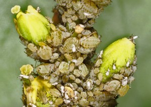 A swarm of aphids on three turnips.
