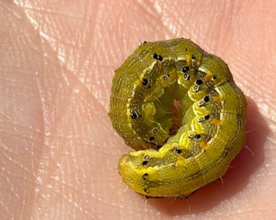 Close-up of a green corn earworm caterpillar curled on some ones hand.