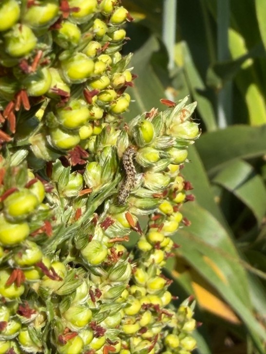 A yellow-green caterpillar crawling on a green sorghum seed head.
