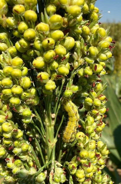 A green sorghum seed head with a yellow-green caterpillar feeding among the developing grains.