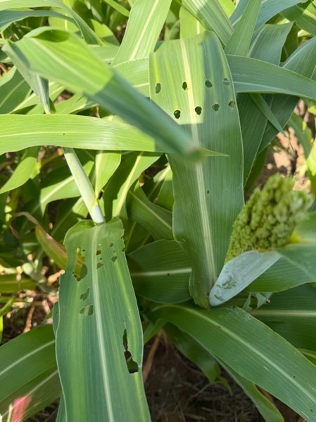 Sorghum plant leaves with multiple small and irregular holes caused by insect feeding.