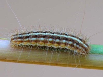 Close-up of a sorghum webworm caterpillar with alternating brown, cream and white stripes and long, fine hairs crawling along a green grass stem.