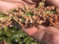 A close-up of a mature sorghum seed head being held in a person's hand.
