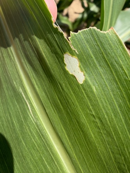 A green leaf with a hole eaten through the center and yellow edges surrounding the damaged area.