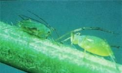 Two aphids on a plant stem, detailed view of small insects feeding on a plant stem.