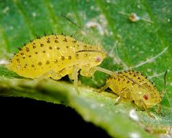 Close-up of yellow Spotted Alfalfa Aphids on a green leaf.