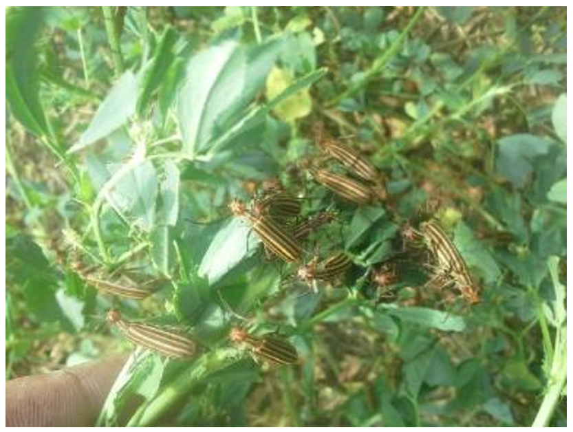 A swarm of striped blister beetles on an alfalfa plant.