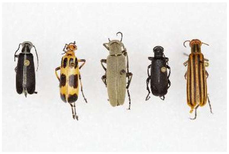 Three solid colored blister beetles, one blister beetle with spots and one blister beetle with stripes.