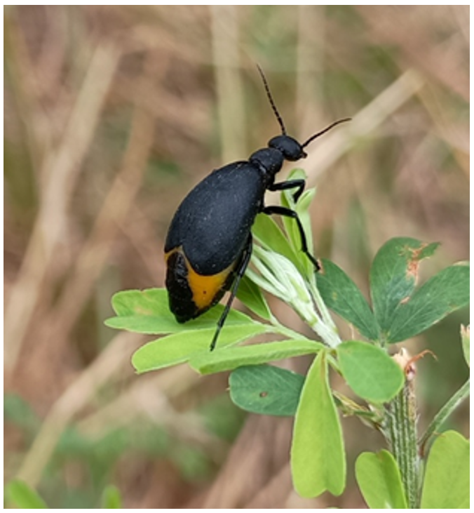 A black beetle sitting on some leaves.