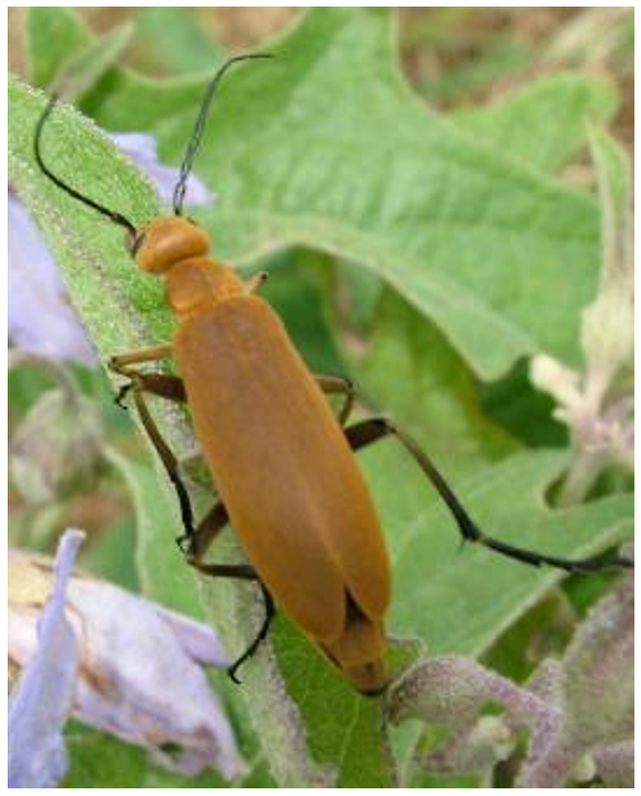 A brown beetle sitting on a long leaf.
