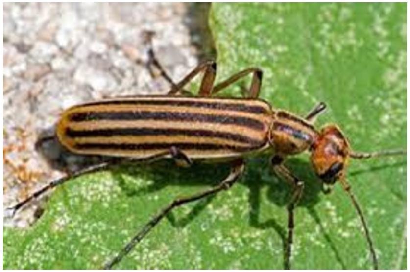 A striped blister beetle on a green leaf.