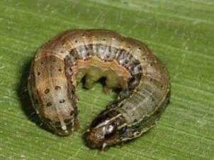 A brown-colored fall armyworm in the shape of a 