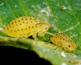 Two small, light-green, spotted alfalfa aphids crawling on a green leaf.
