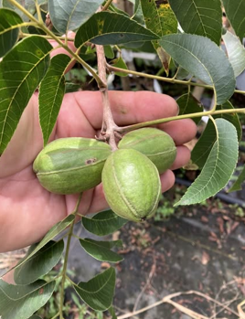A person's hand holding three green and giant pecan's that are still connected to the leaves and branches of a pecan tree.