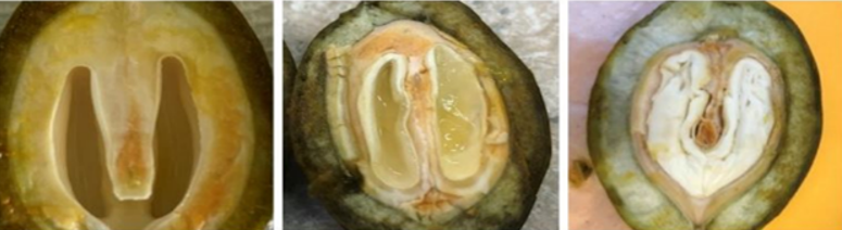 Figure 1. Late Season Pecan Nut The inside of a pecan, showing the soft gel inside the developing kernel.