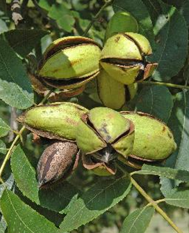 A cluster of green pecans that are not ripened and leaves on a pecan tree.