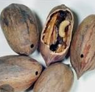 Four brown shelled pecans with one that is half opened, showing the inside of it.