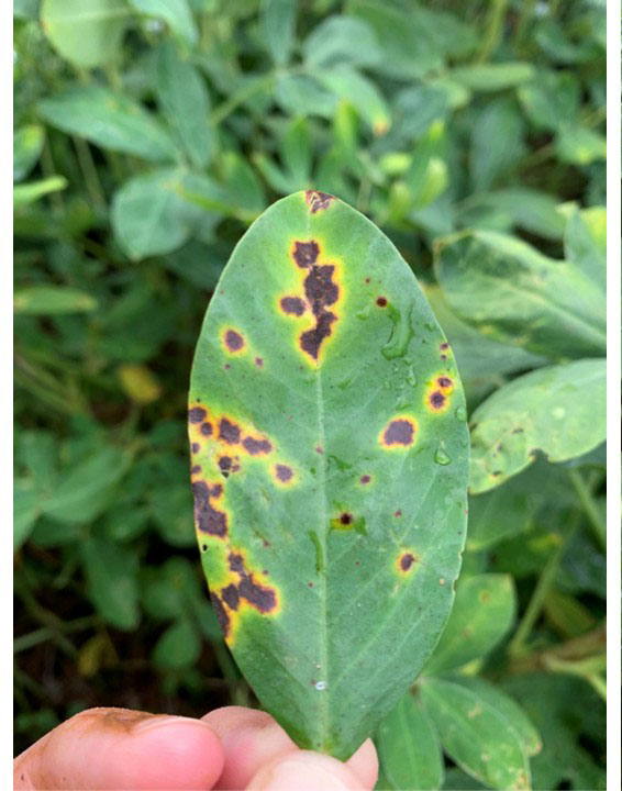 A green leaf with numerous dark brown to black circular and irregular lesions surrounded by bright yellow halos.