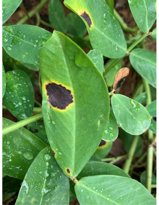 A green leaf with one black spot and surrounded by bright yellow halos.