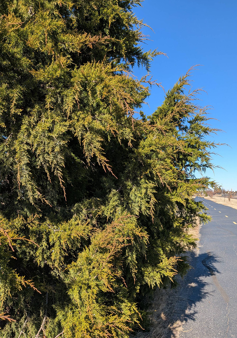 Evergreen cedar tree with dense green foliage beside paved walking trail under clear blue sky in sunny park landscape.