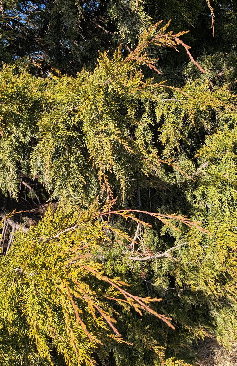 Close up of cedar tree branches with textured green needles and golden tips in bright sunlight natural evergreen foliage detail.