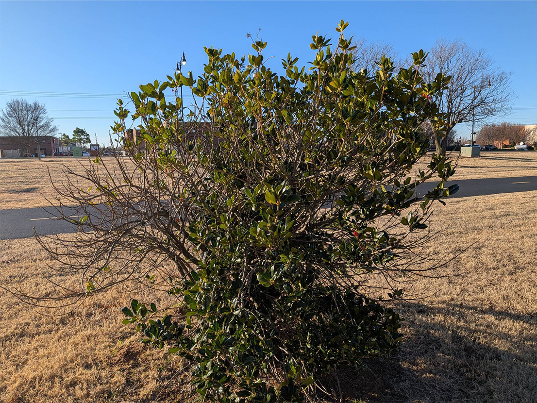 Green holly shrub with glossy leaves and red berries growing in winter grass field near park path under clear blue sky.