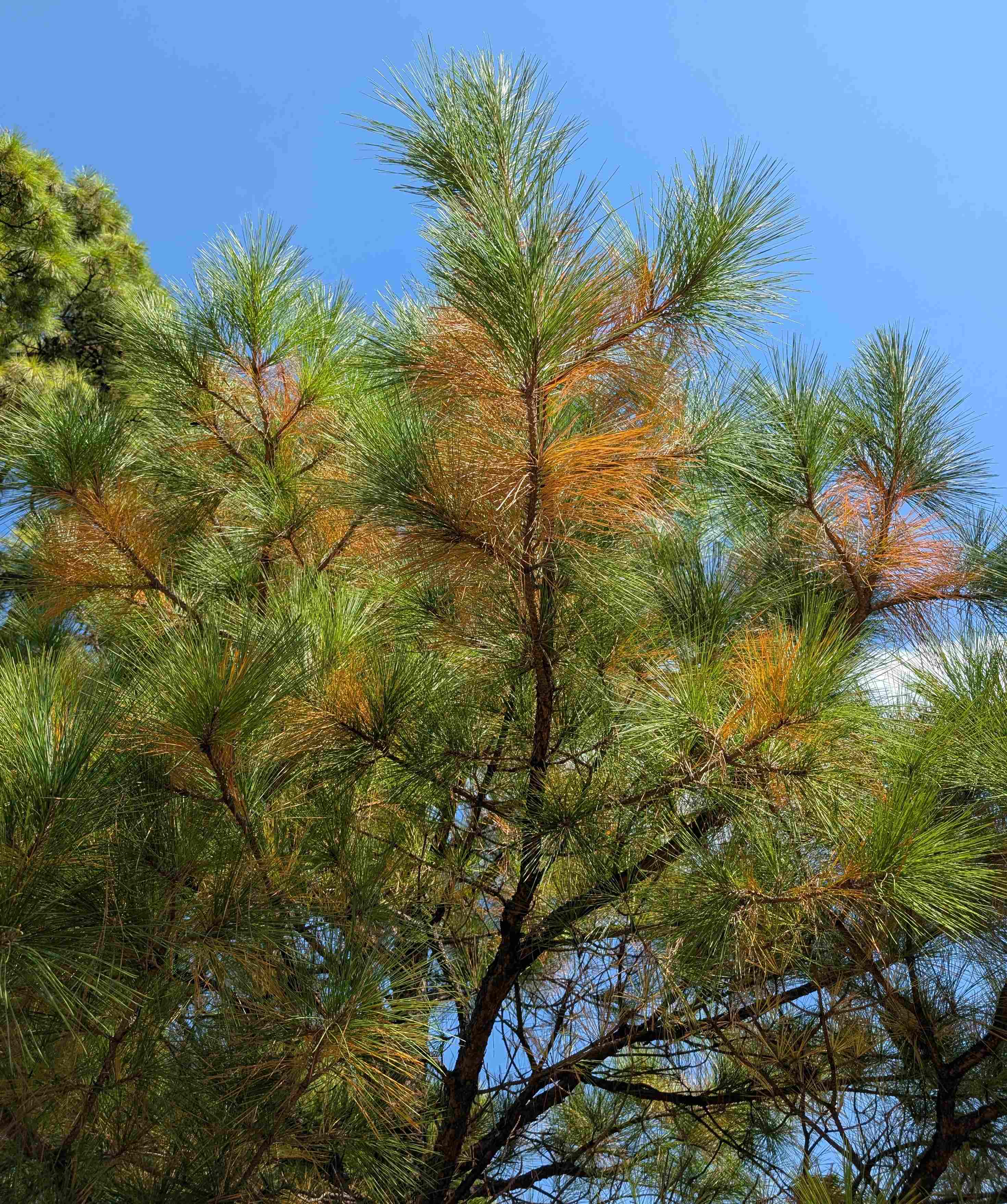 A Green and orange evergreen tree under a blue sky.