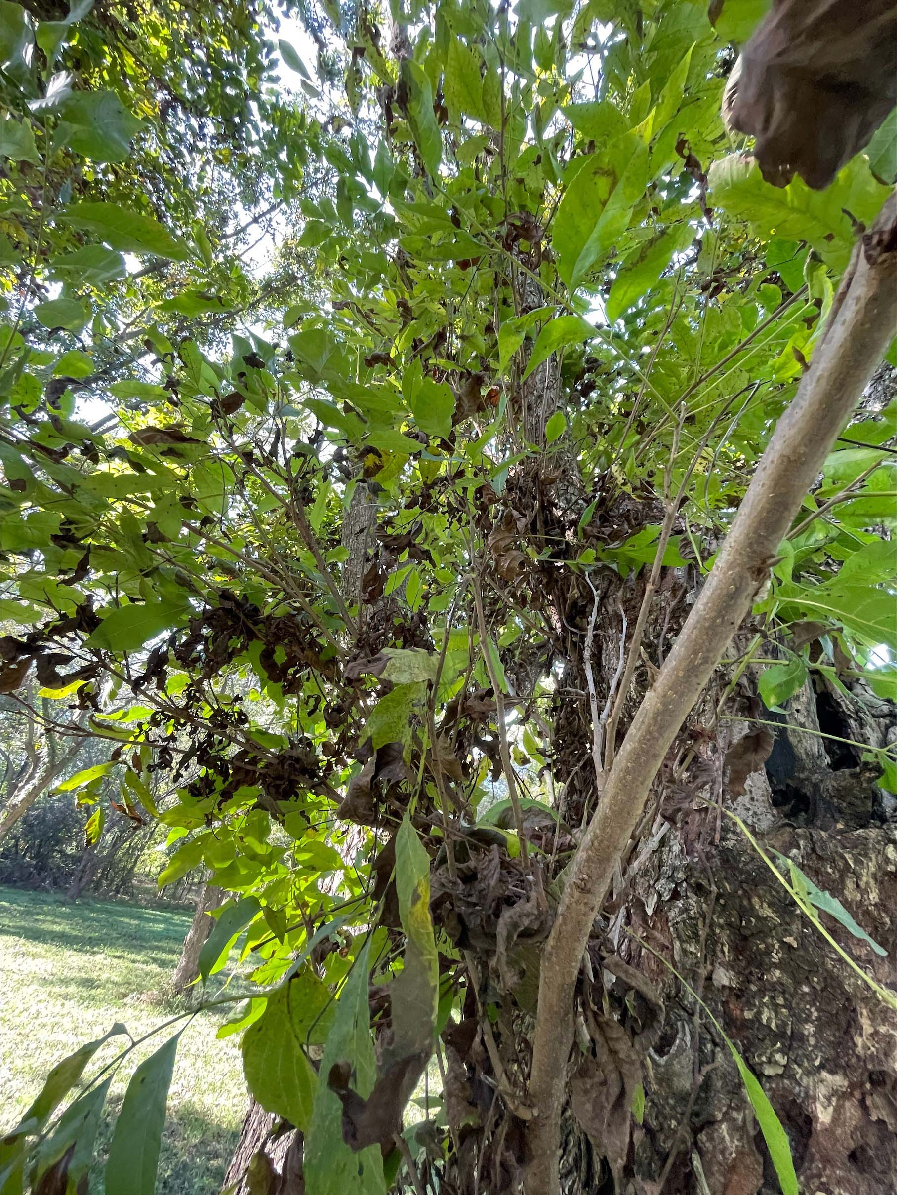 A pecan tree with dense, bushy limbs.
