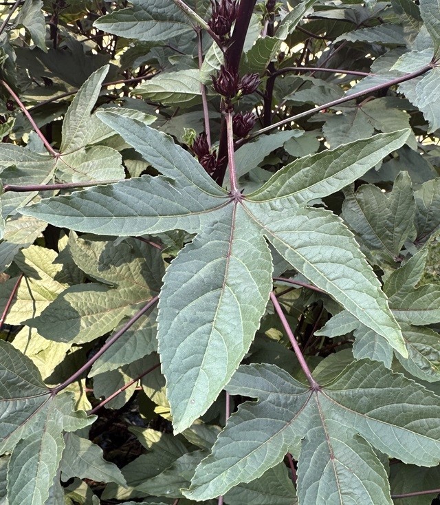 A pecan leaf with five points.