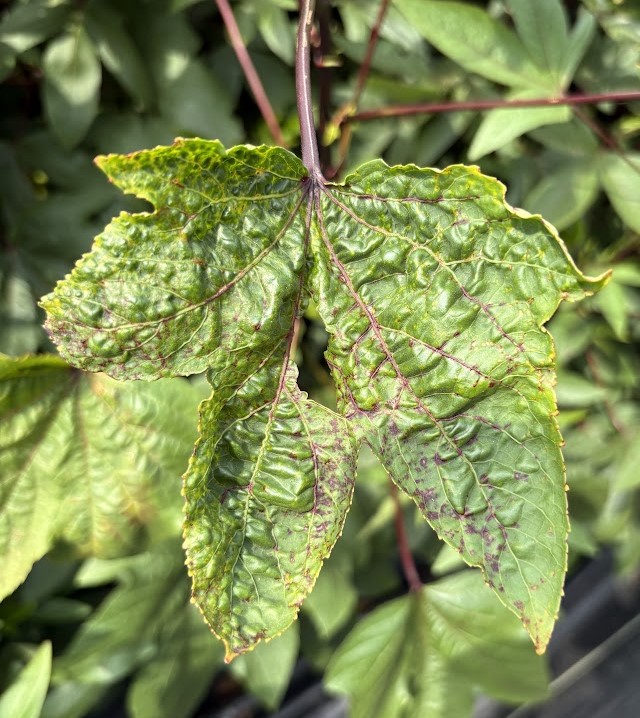 A pecan leaf with lumps and wilted edges.