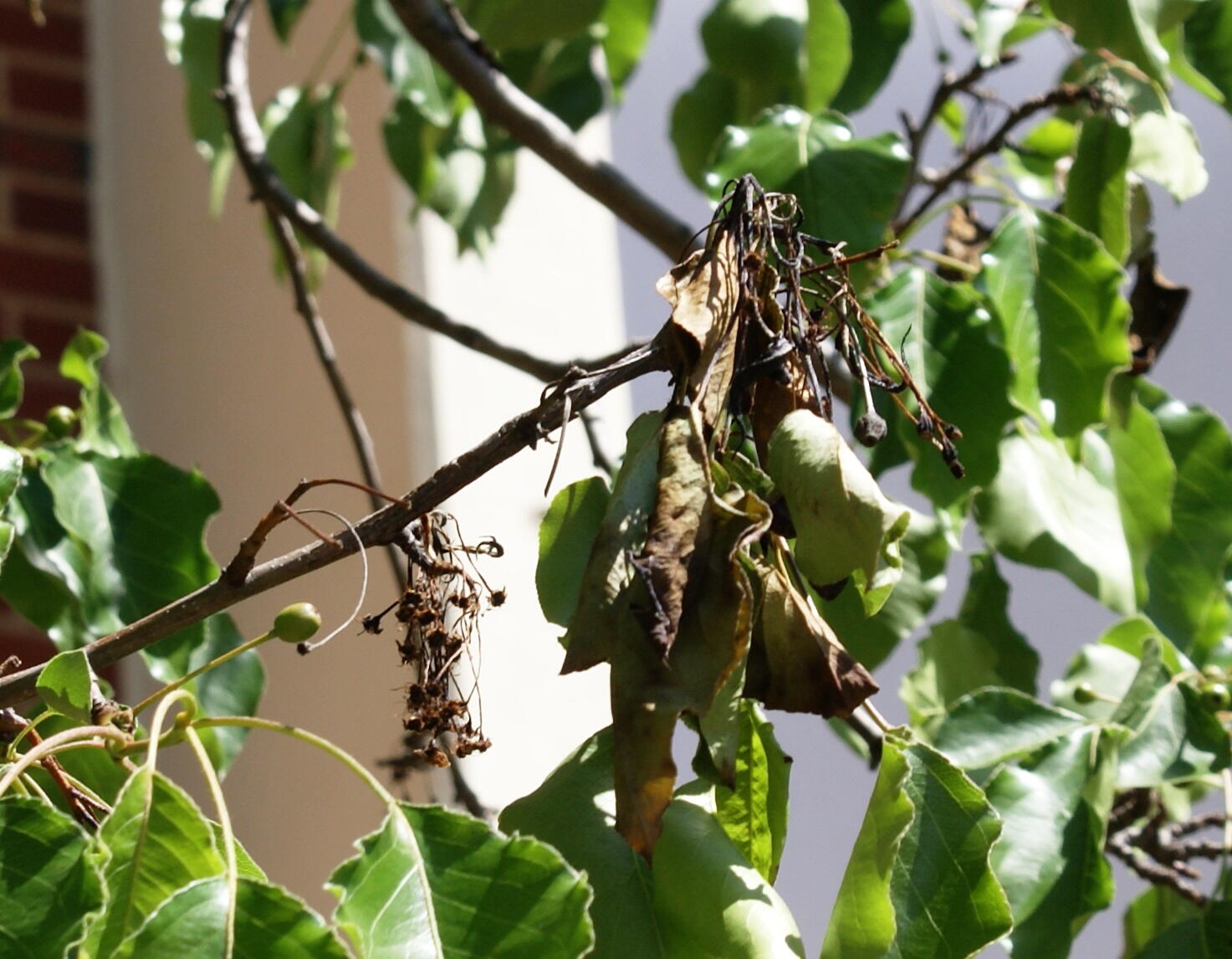 Close-up of pear tree branch with shriveled fruit and blackened leaves showing fire blight damage.