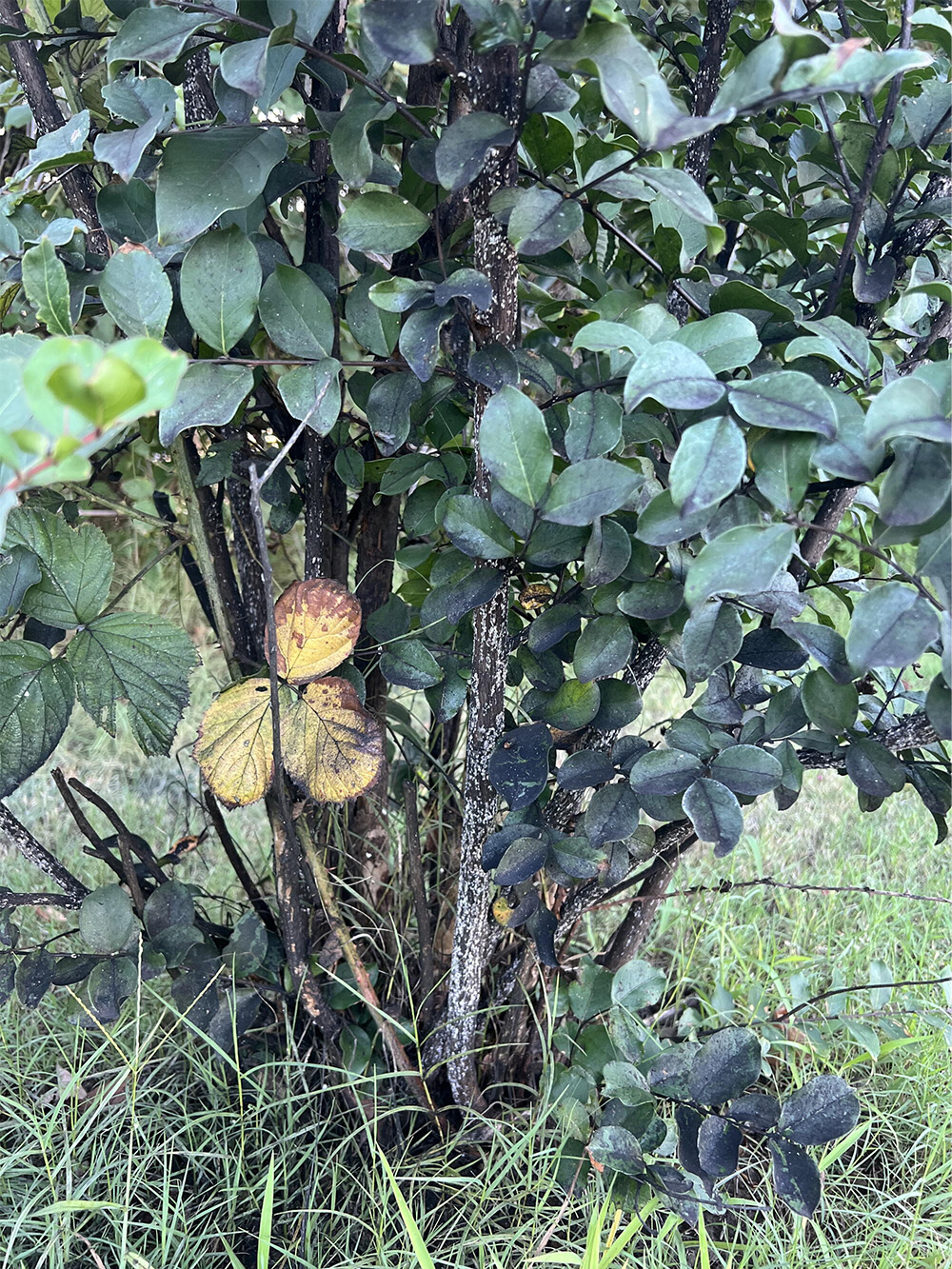 Crape myrtle shrub covered in black sooty mold on leaves and stems with signs of pest infestation.