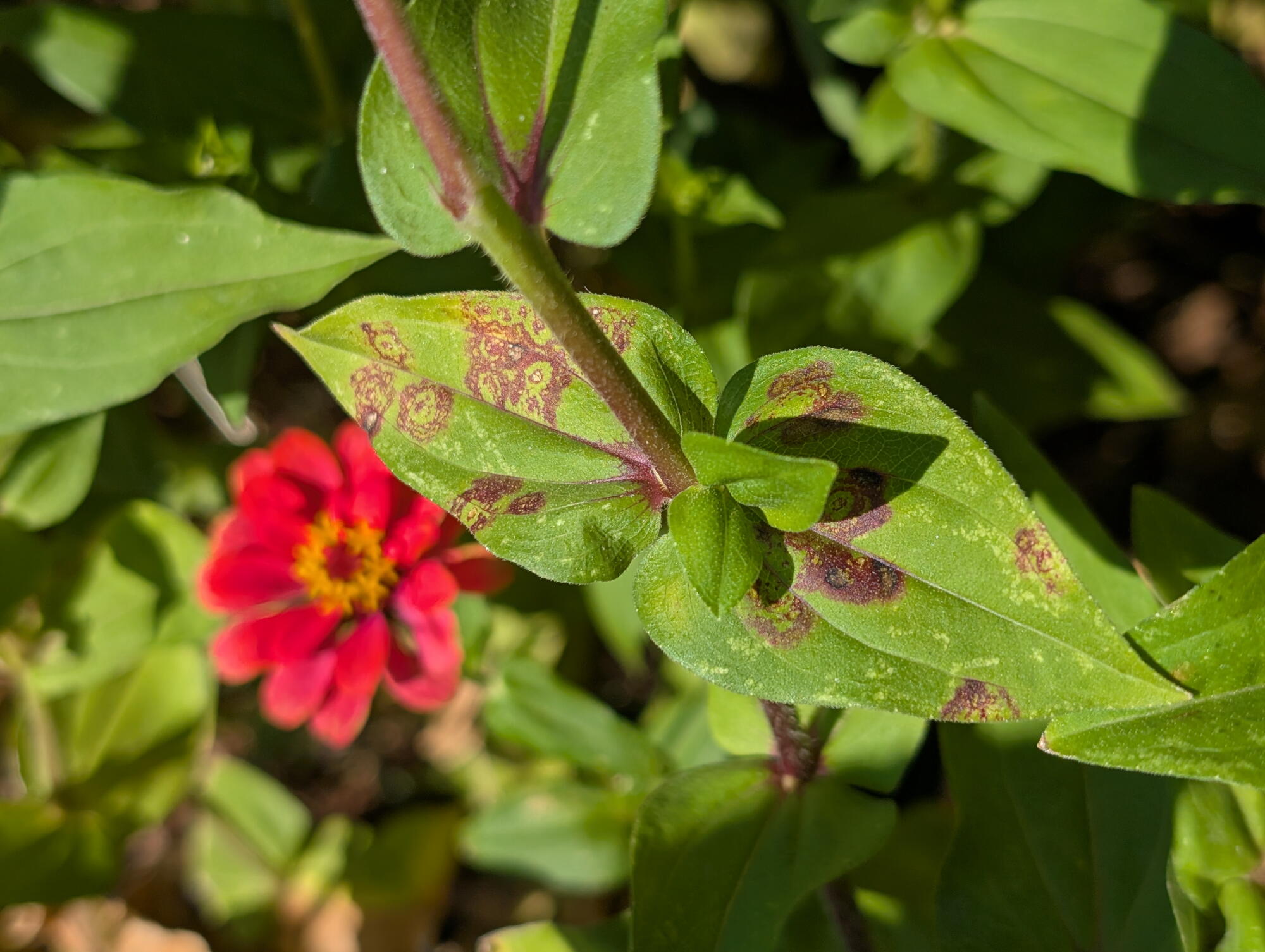 Green zinnia leaves with brown circular leaf spot disease and red flower in background.