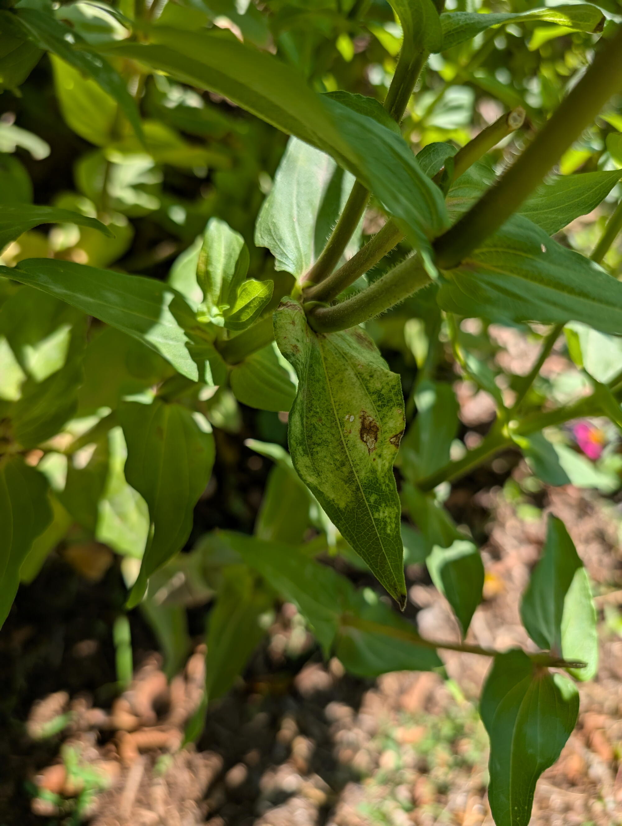 Close-up of a zinnia leaf showing unusual chlorosis with yellowing and brown spotted damage, surrounded by healthy green foliage in a sunlit garden.