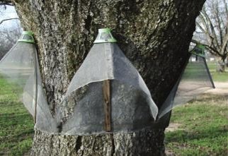 Multiple pecan circle traps surrounding the trunk of a tree.