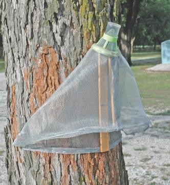 A pecan circle trap tied to the trunk of a tree.