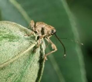 An adult female pecan weevil on the edge of a unripe, green pecan. 