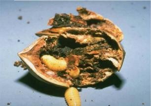 A brown broken pecan shell with yellow pecan weevil larvae crawling out of the shell.