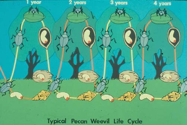 A cartoon illustration of the typical Pecan Weevil Life Cycle from 1 to 4 years, showing the evolution of eggs, larvae, pupae and adult weevils at each stage. 