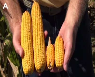 A person holding four ears of yellow corn, the two on the left being longer than the two on the right.
