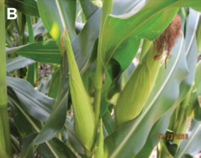 Green stalks of corn in a corn field surrounded by other stalks of corn.