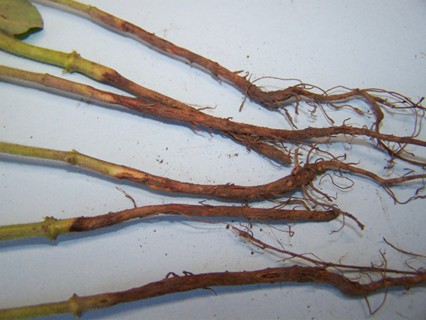 Soybean seedlings with sunken brown lesions along the stems near the soil line and damaged roots showing symptoms of seedling blight and root rot.