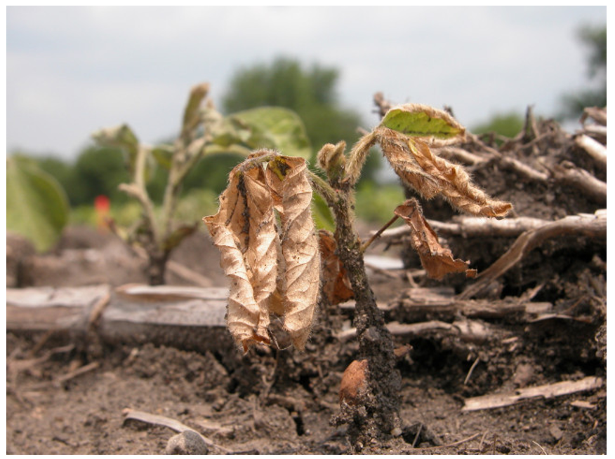 Wilted soybean seedlings with dried brown leaves and stem discoloration at the soil surface showing early symptoms of damping-off disease.